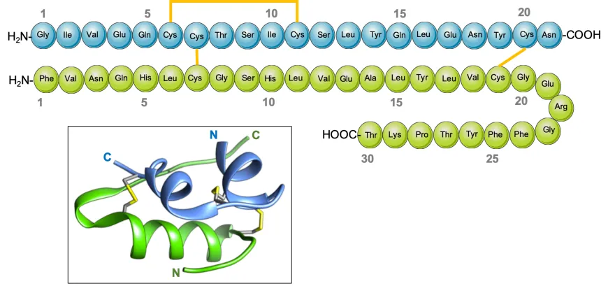 Insulin structure
